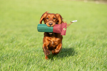 Gundog training 