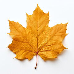 yellow autumn leaf on the white background