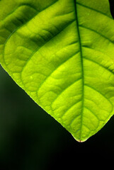 Flores,para alegrar la vida y los sentidos!