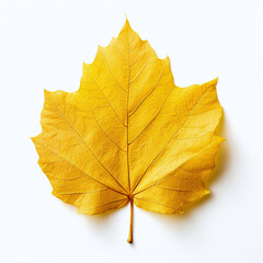 Fototapeta premium yellow autumn leaf on the white background
