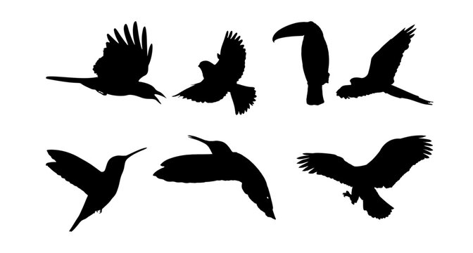 Flying birds silhouettes on white background. eagle silhouette, fliying bird, Vogelzug, great set collection clip art Silhouette , isolated bird flying. Black vector illustration on white background. 