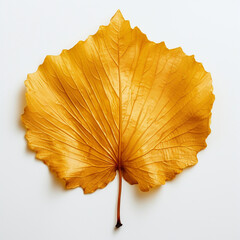 yellow autumn leaf on the white background