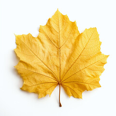 Obraz premium yellow autumn leaf on the white background