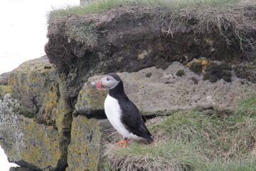 puffin on the rocks