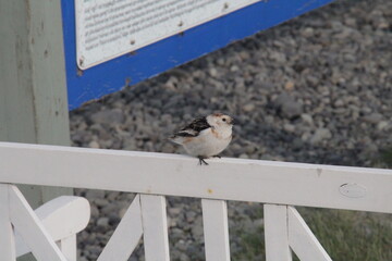 bird on a fence