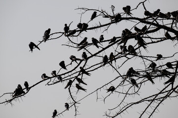 dark swallows spread their wings against the sky on a summer day in a national park in Kenya