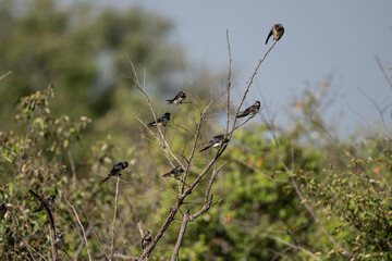 dark swallows spread their wings against the sky on a summer day in a national park in Kenya