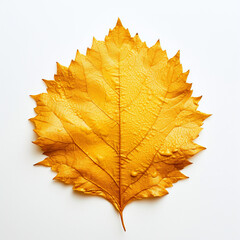 Obraz premium yellow autumn leaf on the white background