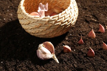 Garlic cloves and wicker bowl on fertile soil. Vegetable planting