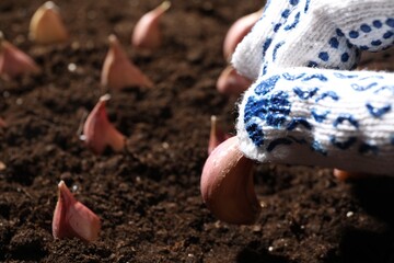 Woman planting garlic cloves into fertile soil, closeup. Space for text