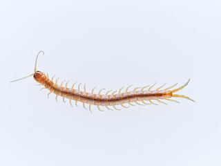 Centipede on a white background. Scolopendra oraniensis