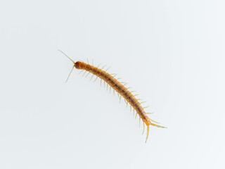 Centipede on a white background. Scolopendra oraniensis