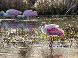pink roseate spoonbills wading through a marshy pond