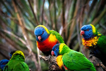 Parrot lorikeet in the nature
