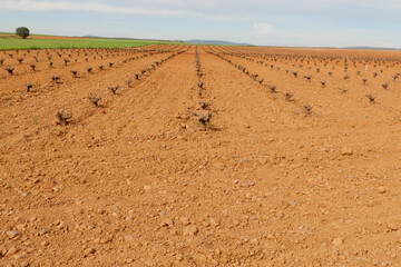 Unterwegs auf dem Camino Via de la Plata kurz vor Zafra, Extremadura, Spanien. Eine Agrarlandschaft im Frühling mit Rebstock, Weinstock vor dem Austreiben