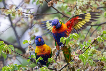 A pair of spectacularly coloured rainbow lorikeet parrots (trichoglossus moluccanus) perch in a tree in a park in a suburb of Melbourne, Australia.