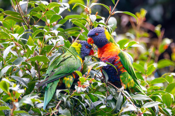 A pair of spectacularly coloured rainbow lorikeet parrots (trichoglossus moluccanus) perch in a...