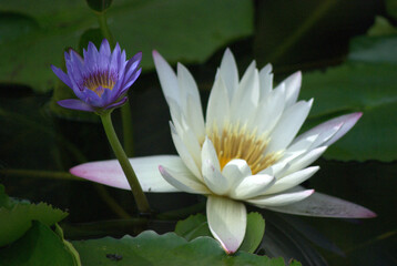 Flores, agua, abejas, &iexcl;gran combinaci&oacute;n de naturaleza para la vida!