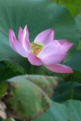Flores, agua, abejas, &iexcl;gran combinaci&oacute;n de naturaleza para la vida!