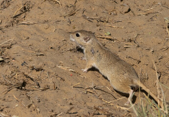 Obraz premium meerkat on the ground