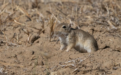 prairie dog eating