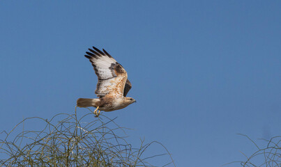 osprey in flight