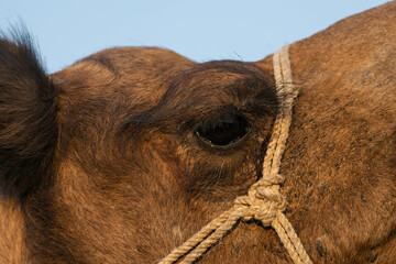 close up of a camel eye