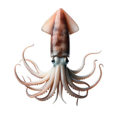 squid - white background