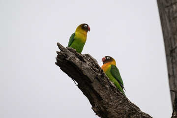 Masked lovebird in natural conditions on a tree on a summer day in a national park in Kenya