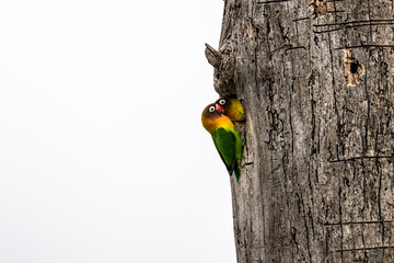 Masked lovebird in natural conditions on a tree on a summer day in a national park in Kenya