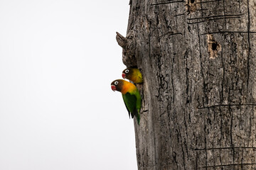 Masked lovebird in natural conditions on a tree on a summer day in a national park in Kenya