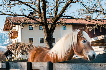 Horse in rural Austria