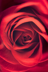 An extreme close up of a red rose flower with a tiny heart shaped icon at the centre. A Valentine's Day concept background.