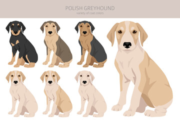 Polish Greyhound puppy clipart. All coat colors set.  All dog breeds characteristics infographic