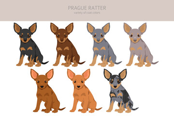 Prague Ratter puppy clipart. All coat colors set.  All dog breeds characteristics infographic