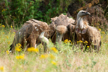 Vautour fauve,.Gyps fulvus, Griffon Vulture, Parc naturel régional des grands causses 48, Lozere, France