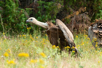 Vautour fauve,.Gyps fulvus, Griffon Vulture, Parc naturel régional des grands causses 48, Lozere, France