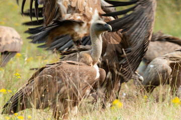 Vautour fauve,.Gyps fulvus, Griffon Vulture, Parc naturel régional des grands causses 48, Lozere, France