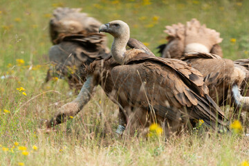 Vautour fauve,.Gyps fulvus, Griffon Vulture, Parc naturel régional des grands causses 48, Lozere, France