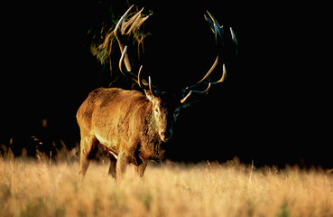 Cerf élaphe, brame, cerf , Cervus elaphus, coucher de soleil