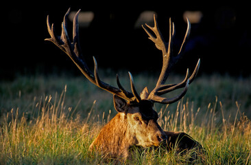 Cerf élaphe, brame, cerf , Cervus elaphus, coucher de soleil