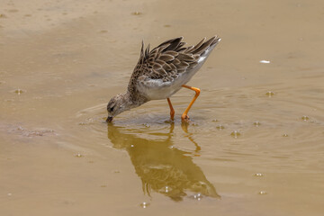 wading ruff bird in a flat lake