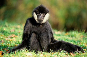 Singe, Gibbon noir, Hylobates concolor