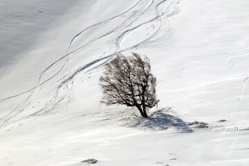 Betula verrucosa, Bouleau verruqueux, hiver, glace, neige,  Massif central, Mont Dore, Puy de...
