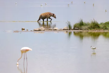 Poster one single hyena wades through the shallow waters of a lake with flamingos in Amboseli NP © Marcel