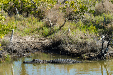 Alligator d'Amérique, Alligator mississippiensis, Parc national des Everglades, Floride, Etats Unis