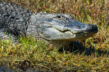 Alligator d'Amérique, Alligator mississippiensis, Parc national des Everglades, Floride, Etats Unis
