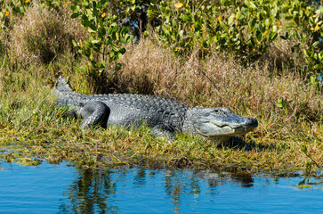 Alligator d'Amérique, Alligator mississippiensis, Parc national des Everglades, Floride, Etats Unis