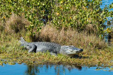 Alligator d'Amérique, Alligator mississippiensis, Parc national des Everglades, Floride, Etats Unis