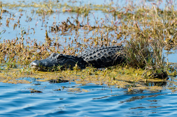 Alligator d'Amérique, Alligator mississippiensis, Parc national des Everglades, Floride, Etats Unis